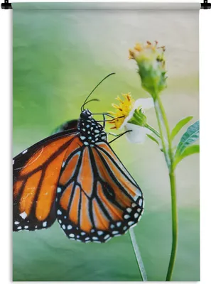 Produktbild von MuchoWow® Wandteppich Wandbehang Schmetterling - Blumen - Insekten 120x180 cm Tapisserie Dekoration Wandtuch - Schlafzimmer - Dekorationen für das Haus