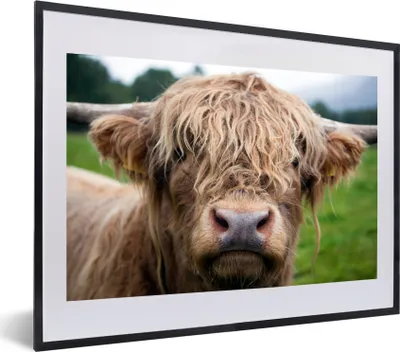 Produktbild von MuchoWow® MuchoWow® Gerahmtes Poster Schottische Hochlandrind - Gras - Wald 60x40 cm - Poster mit zchwarzem Bilderrahmen - Schlafzimmer - Plakat in Rahmen - Drucken