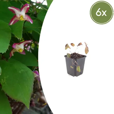 Produktbild von Epimedium rubrum | 6 Stück - 10-25cm - Ø9cm - Gartenpflanze