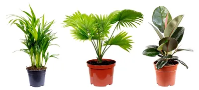 Produktbild von 3er-Set Zimmerpflanzen, Goldfruchtpalme, Livistonia, Gummibaum - Höhe ca. 50-60 cm, Topf-Ø 14/17 cm