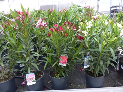 Produktbild von Oleander Busch 80 cm Nerium Rosenlorbeer Premium rot, rosa oder weiß