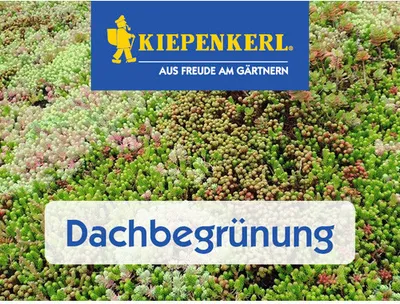 Produktbild von Rasensamen Kiepenkerl DSV 630 Dachbegrünung III Kräutermix 1 kg 200 m²