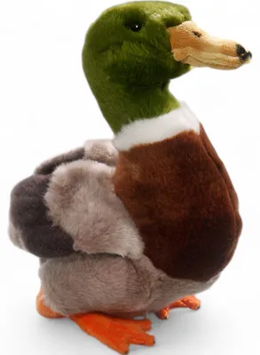 Zdjęcie produktu dla Kaczka Carl Dick, kaczka krzyżówka ok. 22 cm 3336 przytulanka, miękka zabawka, pluszak
