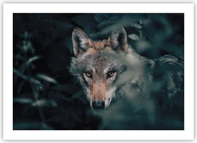 Produktbild von Poster - Poster ohne Rahmen - Wolf Wald Raubtier - 70x50 cm - Wand Bild - Wanddeko - Wandbilder - Kunstposter - Wandposter - Bilder - Kunstdruck - Wanddekoration - Wandbild - P2XAA70x50-5053
