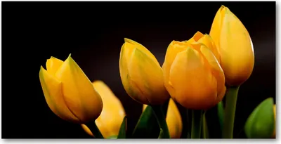 Produktbild von Tulup Glas-Bild -140x70- Wandkunst Dekorative Wand für Küche & Wohnzimmer - Blumen & Pflanzen - Gelbe Tulpen - Gelb
