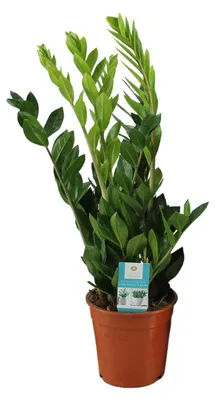 Image de Zamioculcas Zamiifolia - 55-65cm - Ø17cm - Plante d'intérieur - Vert persistant