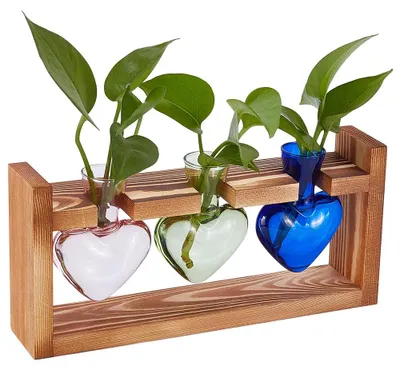 Produktbild von Pflanzenterrarium mit Holzfuß für Hydrokultur, 28 x 7,7 cm
