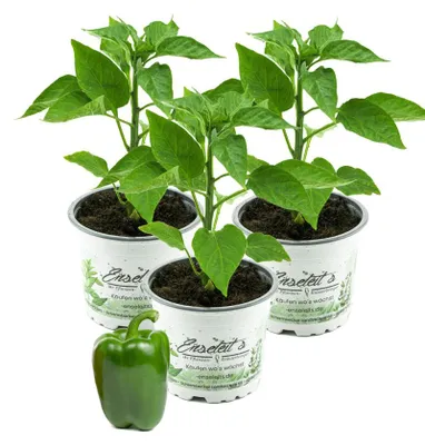 Produktbild von Enseleits Grüner Paprika, Paprika Pflanze im 3er Set,3 grüne Paprikapflanzen im Topf