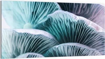 Produktbild von DEQORI Glasbild Echtglas 100x50 cm 'Leuchtende Pilzlamellen' Wandbild Bild modern Deko