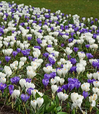 Produktbild von BALDUR-Garten 30er Krokus-Mix 'Blau-weiß', Zwiebeln mit Umfang 7-8 cm, großblumig, reichblühend, Frühlingsblüher, ideal zum Verwildern, blau-weißes Blütenmeer, Crocus vernus