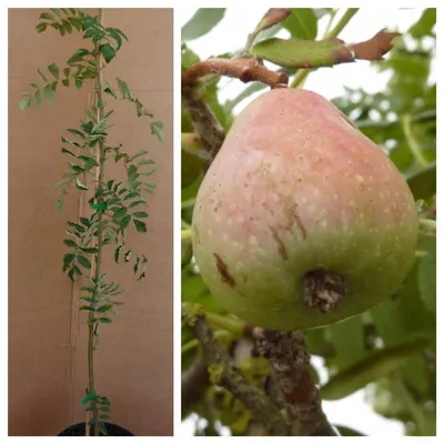 Produktbild von Speierling - Sorbus domestica