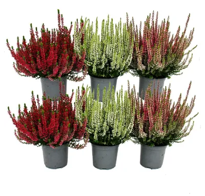 Image de Calluna vulgaris - Set de 6 plantes - Bruyère à balai - Plante de terre de bruyère - résistante au froid - pot de 11cm - 3 différentes couleurs. Couleurs