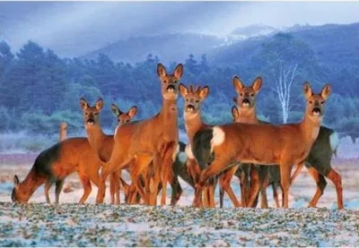 Produktbild von 3 D Ansichtskarte Rehe, Postkarte Wackelkarte Hologrammkarte Tiere Tier Reh Waldtier