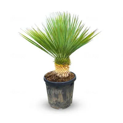 Obrázek produktu pro Sunny Tree - Yucca Rostrata - Palma - 100-120 cm včetně květináče - Zimovzdorná palma - Palmová lilie - Výška kmene 20-30 cm