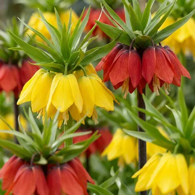 Produktbild von Green boutiQ - 3x Fritillaria Imperialis Mix - Kaiserkronen-Mischung - Diverses - Frühlingsblüher - Zwiebelgröße 18/20