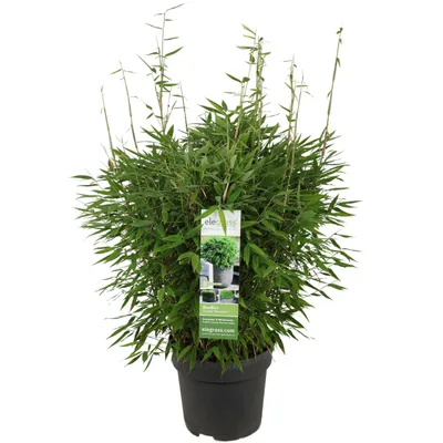 Immagine prodotto di Hoogeveen Fargesia 'Moontears' Boobux - 70 cm, Ø29 cm