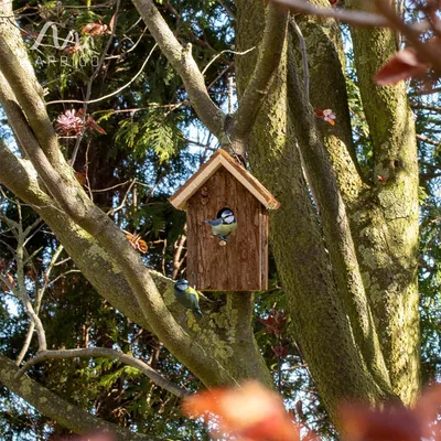 Produktbild von Holz-Vogelhaus | Futterhaus für Wildvögel | Vogelkäfig für draußen | Nistkasten | 16 x 195 x 115 cm | Garten-, Terrassen- & Balkondekoration.