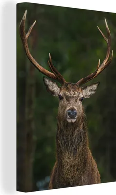 Zdjęcie produktu dla OneMillionCanvasses® - Obrazy na płótnie - 90x140 cm, Jeleń - Poroże - Natura, Dekoracja ścienna - Zdjęcie na płótnie - Obraz na drewnianej ramie - Dekoracja ścienna - Sypialnia