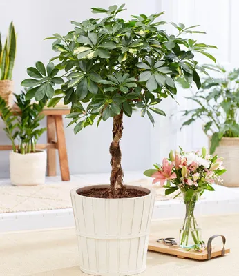 Produktbild von BALDUR Garten 1x Schefflera Gold Capella 'geflochtener Stamm', Pflanze im 19 cm-Topf, ca. 70 cm hoch, dekorativer geflochtener Stamm, glänzende zweifarbige Blätter, pflegeleichte Zimmerpflanze