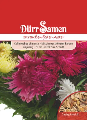 Produktbild von Straußenfederaster | Straußenfederasternsamen von Dürr Samen