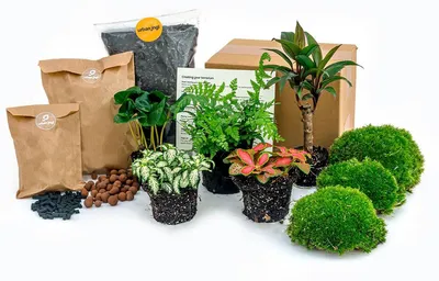 Produktbild von Green Your Bottle – Set für deinen Flaschengarten – ohne Glas – 5 Pflanzen (Kaffee – Farn – Drachenbaum – 2x Fittonia)