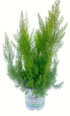Produktbild von Enseleits Erika arborea, Baumheide 1 Herbstpflanze Winterhart