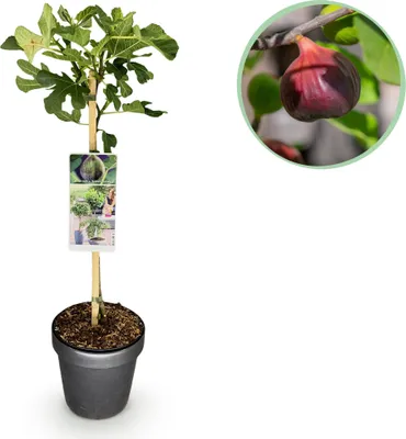 Image de Green boutiQ - Arbre sur tige - Ficus carica Brown Turkey - Plante de terrasse - À feuilles caduques - Rustique - Fruits verts - Pot de 19 cm - Hauteur 90 cm