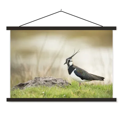 Produktbild von MuchoWow® Textilposter Vogel - Gras - Tiere - Natur - Kiebitz 150x100 cm mit schwarzem Rahmen - Schlafzimmer