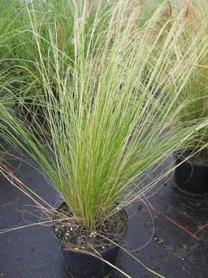 Produktbild von Stipa tenuissima Pony Tails - Zartes Federgras - Frauenhaargras - Engelshaargräser
