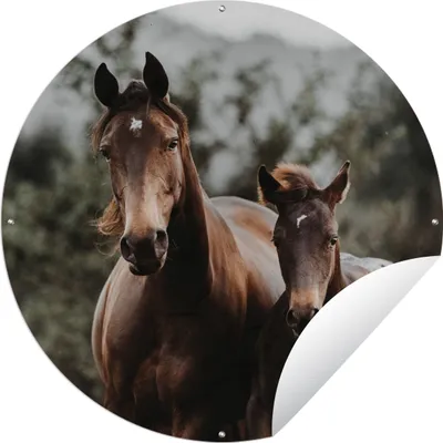 Produktbild von MuchoWow® Gartenposter Outdoor-Poster Rund Pferd - Fohlen - Natur Ø 60 cm Gartendeko Rundes Poster draußen