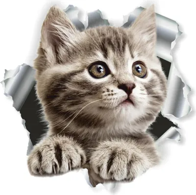 Produktbild von Hermann Schütz Aufkleber Einschussloch Motiv Katze 200x270mm