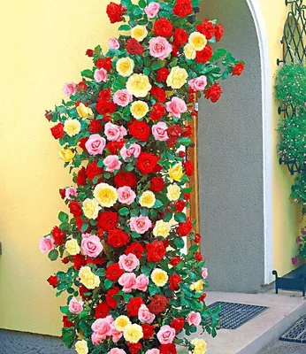 Produktbild von BALDUR-Garten Kletterrosen rot, rosa und gelb, 3 Pflanzen, Kletterpflanzen Rose winterhart,, für Standort in der Sonne geeignet, blühend, Rosa Hybride