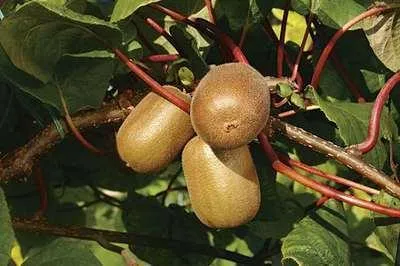 Productafbeelding van Actinidia deliciosa 'Golden Kiwi'® - Goudkiwi 'Golden Kiwi' | 50-60 cm in pot