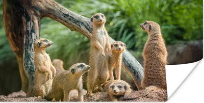 Produktbild von MuchoWow® Poster Familie - Tiere - Erdmännchen 120x60 cm - Bild