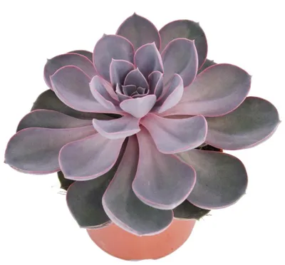 Produktbild von Echeveria Perle von Nürnberg - grosse Pflanze im 12cm Topf