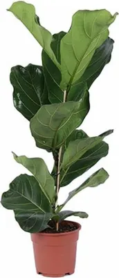 Produktbild von Ficus lyrata Geigenfeige ca.80cm Zimmerpflanze mit großen Blättern pflegeleicht