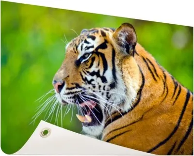 Produktbild von Gartenposter - 60x40 cm - Brüllender Tiger  - Modernes Wandbilder - Wilde Tierposter