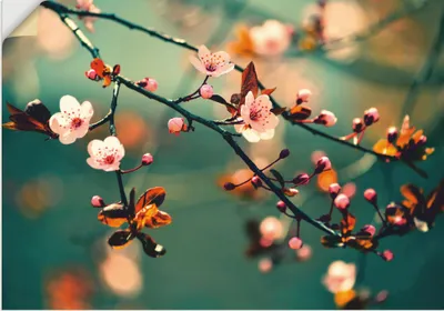 Produktbild von ARTland Wandbild, selbstklebend Japanische Kirsch Sakura Blumen Größe: 70x50 cm