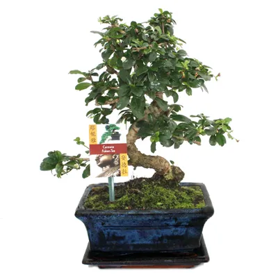 Produktbild von Bonsai Fukientee - Carmona microphylla - ca. 8 Jahre