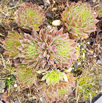Image de Sempervivum 'Zobra'