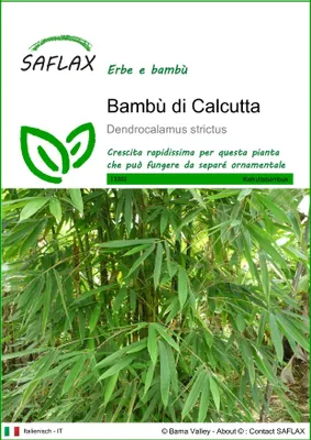 Immagine prodotto di SAFLAX  - Bambù di Calcutta - 50 semi - Dendrocalamus