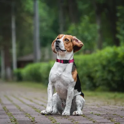 Produktbild von Verstellbares Dickes Nylonhalsband für Hunde - Erhältlich in Verschiedenen Farben und Größen