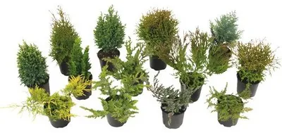 Obrázek produktu pro Jehličnany mix FloraSelf květináč 13 cm 1 ks, různé druhy