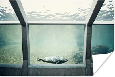 Produktbild von MuchoWow® Poster Robbe im Aquarium 180x120 cm - Fotoplakat