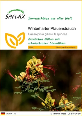 Produktbild von SAFLAX - Winterharter Pfauenstrauch - Caesalpinia gillesii X spinosa - 10 Samen