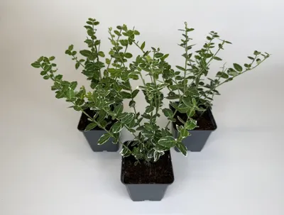 Produktbild von 40 Stück, Topf 9cm, Bodendecker Euonymus fortunei Emerald Gaiety