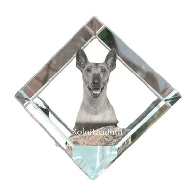 Immagine prodotto di Art-Dog Fermacarte – Xoloitzcuintle