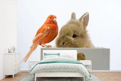 Produktbild von MuchoWow® Fototapete für Wohnzimmer oder Schlafzimmer Wandtapete Vinyl Motivtapete Tiere - Kaninchen - Vogel - 390x260 cm - Papiertapete