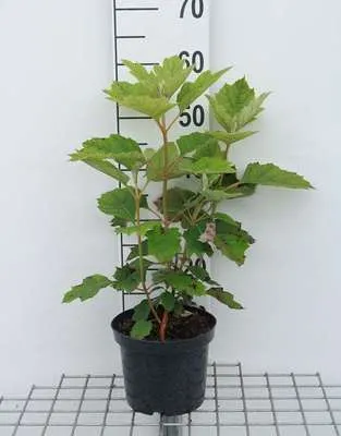 Produktbild von Hydrangea querc. 'Snow Queen'® ( 'flemygea'®) - Eichenblatthortensie 30- 40 cm Container