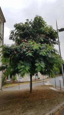 Image de Albizia julibrissin 'Rouge Selection' / Arbre à soie rouge